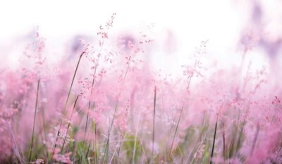 Hayfever Treatment